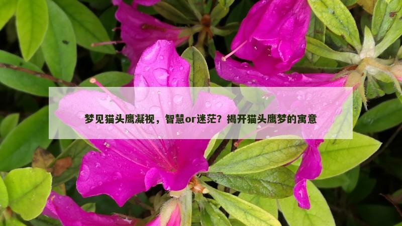 梦见猫头鹰凝视,智慧or迷茫?揭开猫头鹰梦的寓意