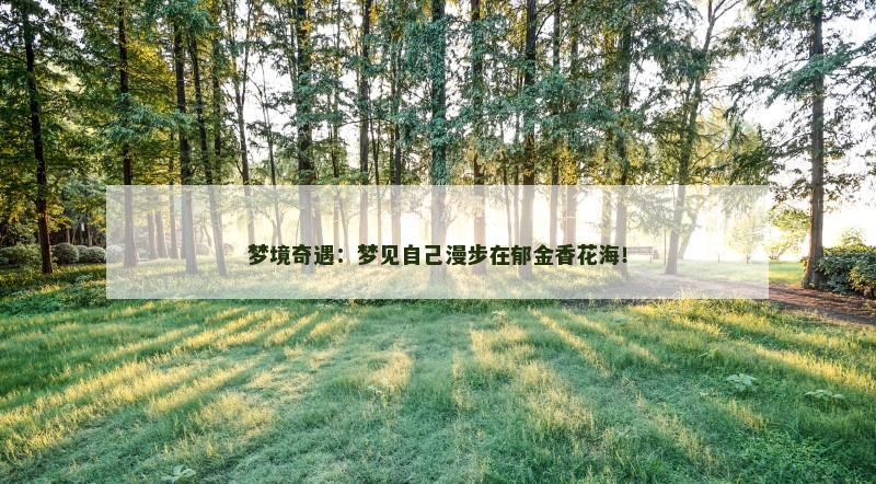 梦境奇遇:梦见自己漫步在郁金香花海!