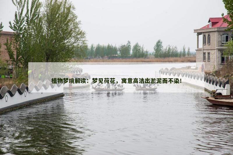 植物梦境解读:梦见荷花,寓意高洁出淤泥而不染!