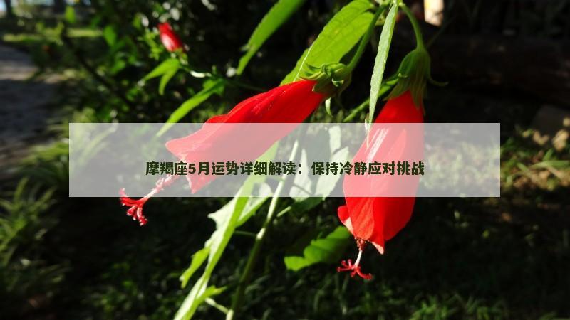 摩羯座5月运势详细解读:保持冷静应对挑战