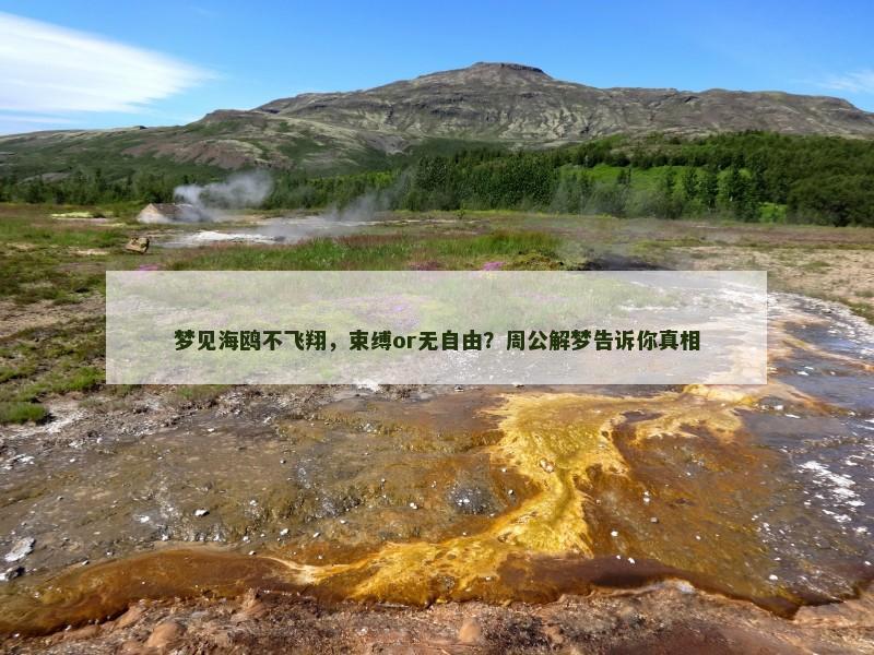 梦见海鸥不飞翔，束缚or无自由？周公解梦告诉你真相