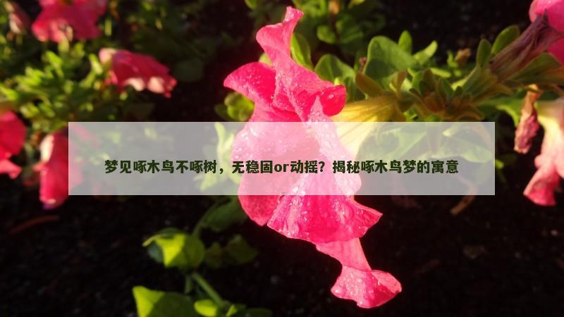 梦见啄木鸟不啄树，无稳固or动摇？揭秘啄木鸟梦的寓意