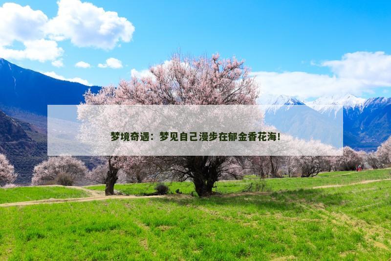 梦境奇遇：梦见自己漫步在郁金香花海！