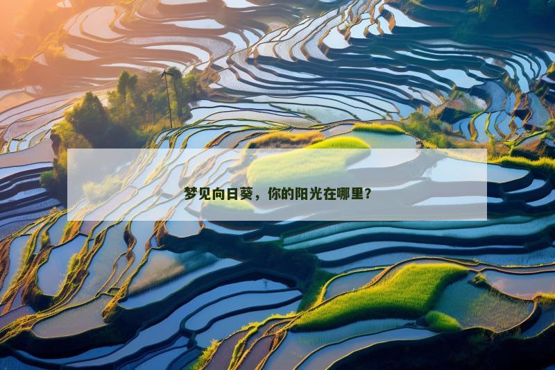 梦见向日葵，你的阳光在哪里？