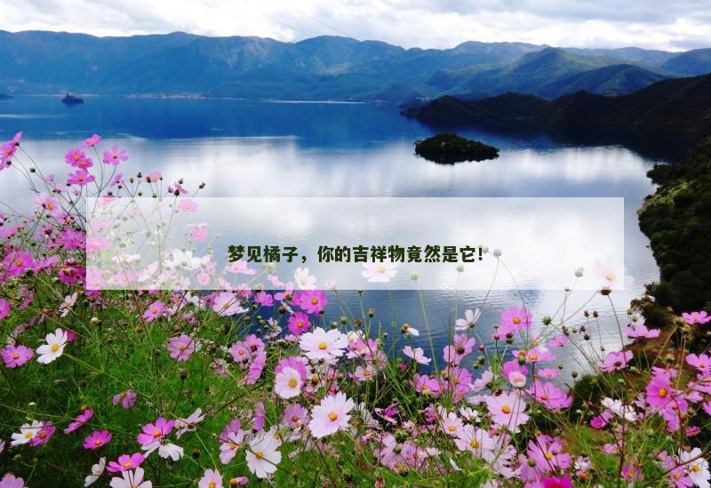 梦见橘子，你的吉祥物竟然是它！