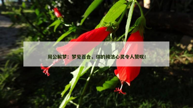 周公解梦：梦见百合，你的纯洁心灵令人赞叹！