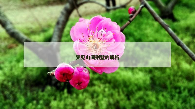 梦见山间别墅的解析
