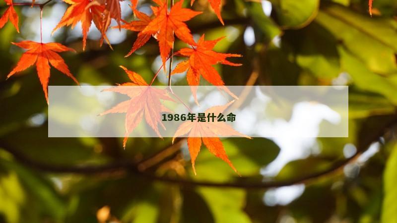 1986年是什么命
