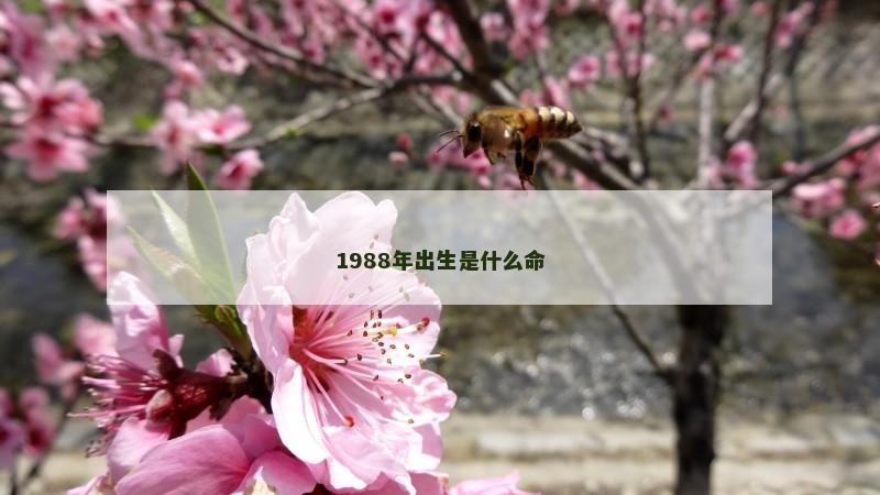 1988年出生是什么命