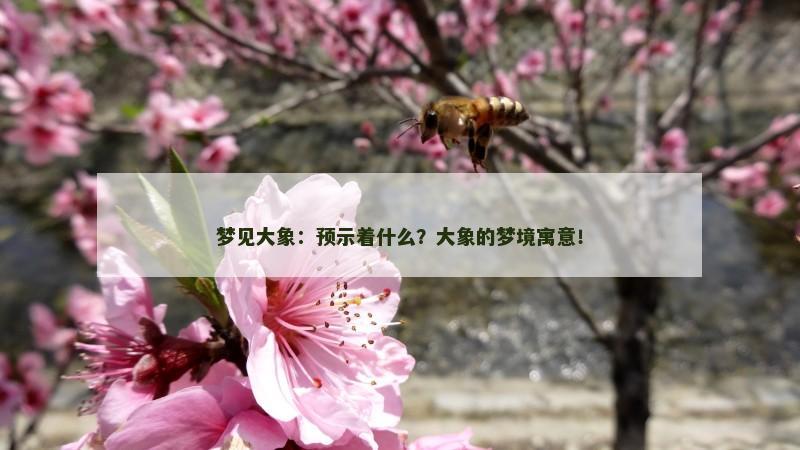 梦见大象：预示着什么？大象的梦境寓意！