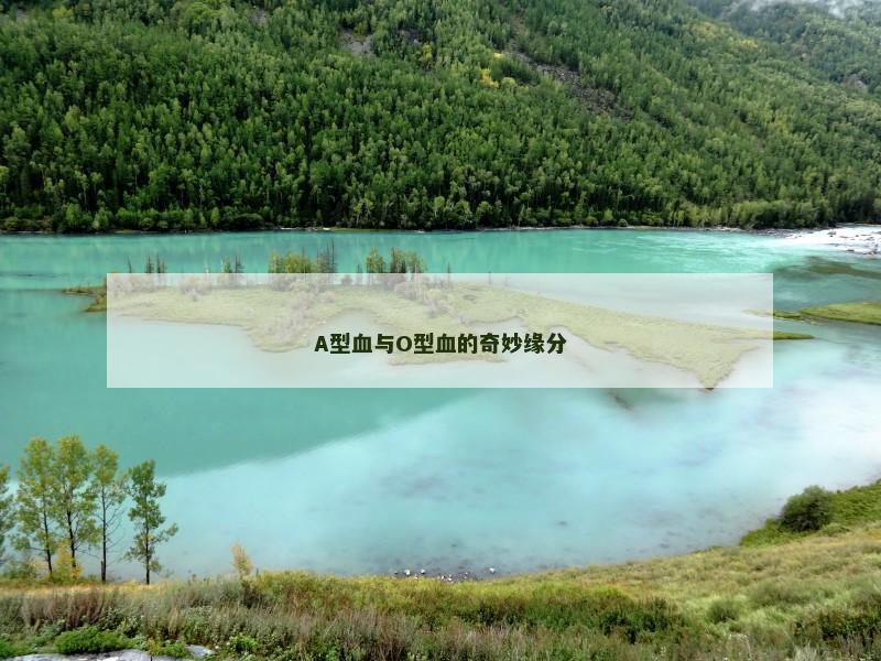 A型血与O型血的奇妙缘分