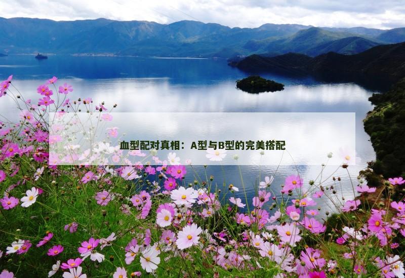 血型配对真相：A型与B型的完美搭配